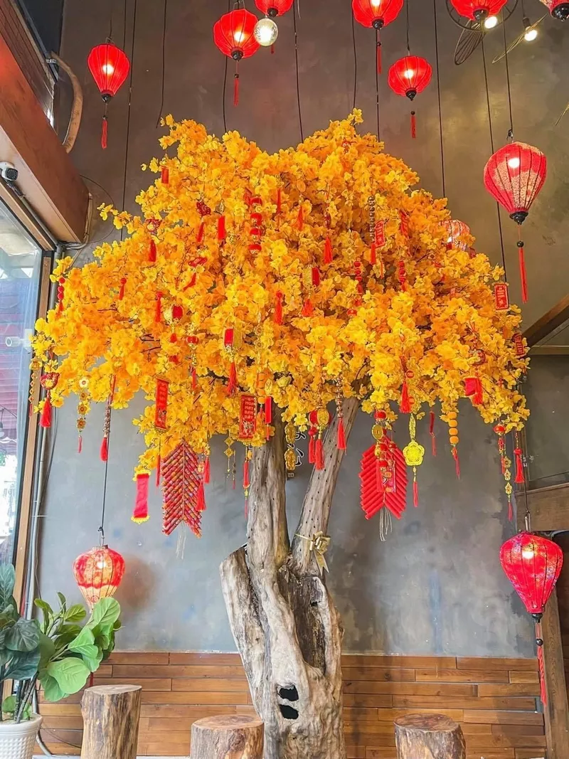 ảnh hoa mai ngày tết 11