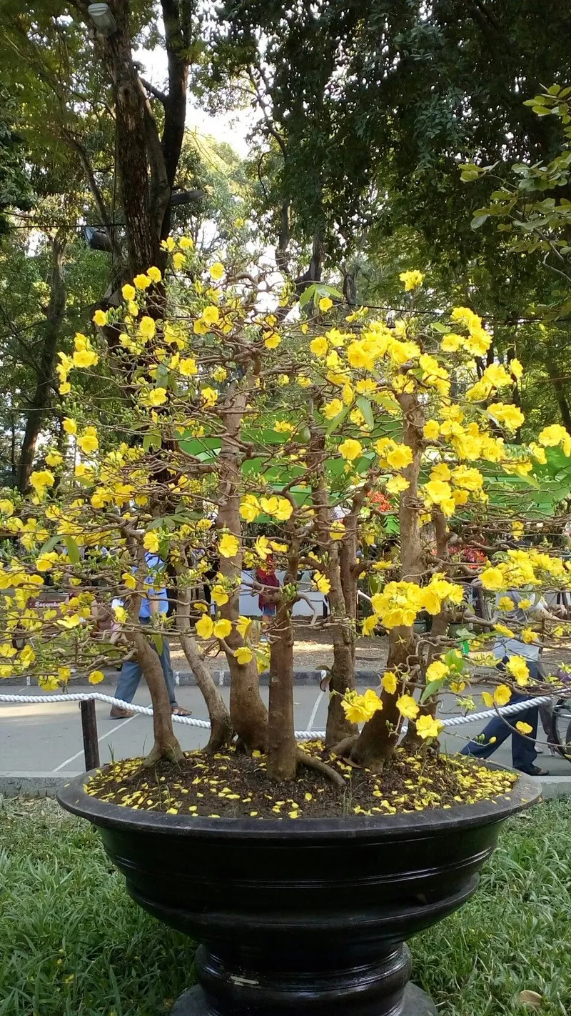 ảnh hoa mai ngày tết 12