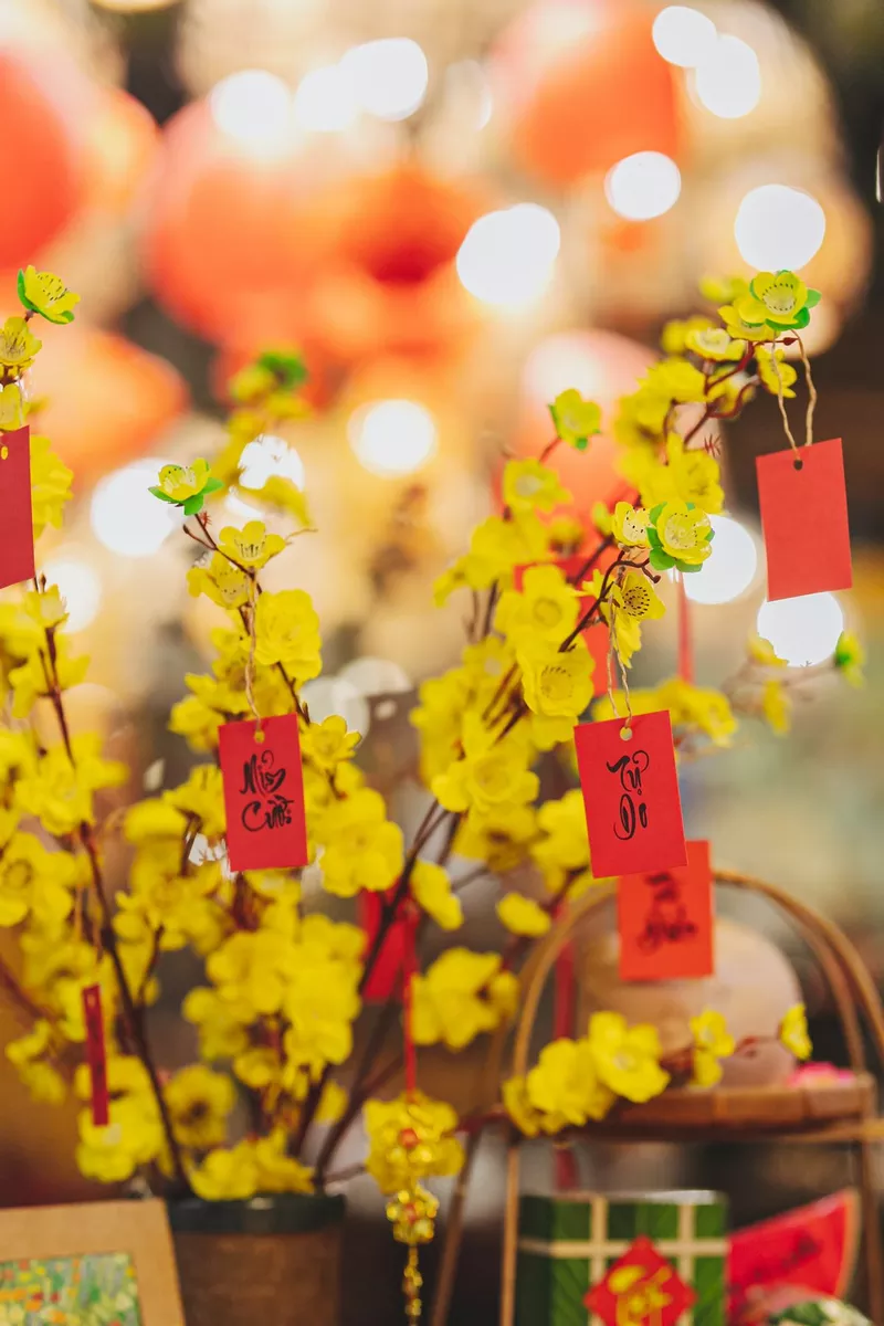 ảnh hoa mai ngày tết 16