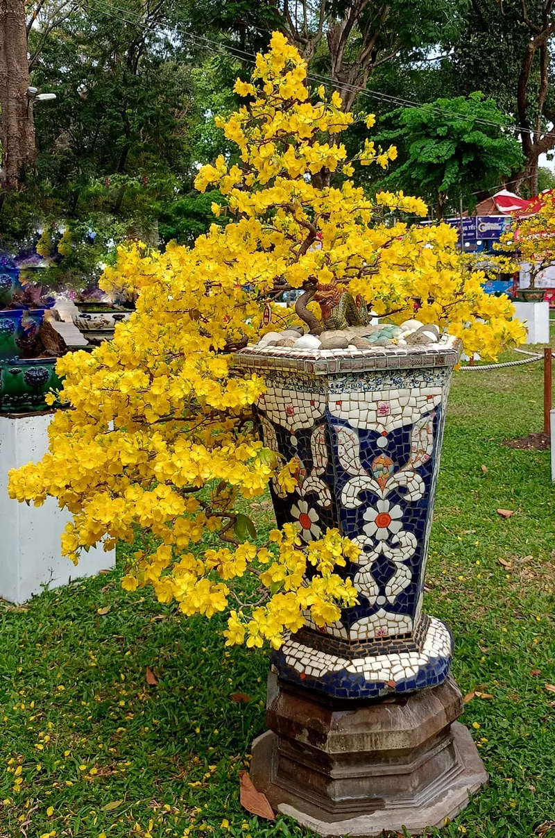 ảnh hoa mai ngày tết 17