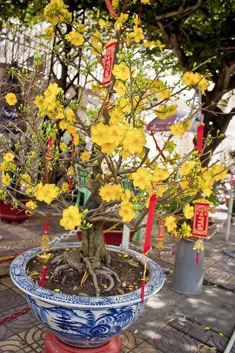 ảnh hoa mai ngày tết 18