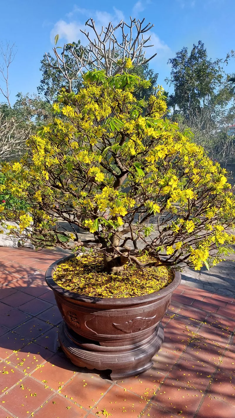 ảnh hoa mai ngày tết 20