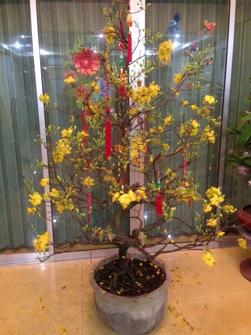 ảnh hoa mai ngày tết 21