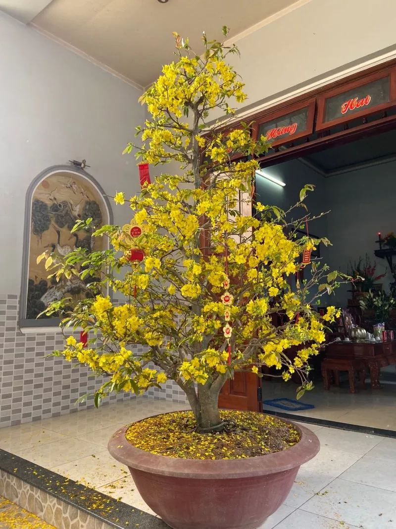 ảnh hoa mai ngày tết 22