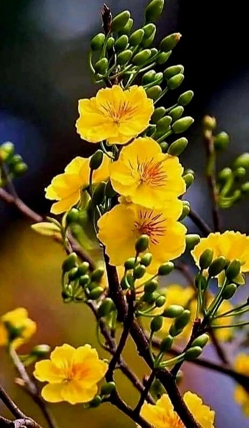 ảnh hoa mai ngày tết 24