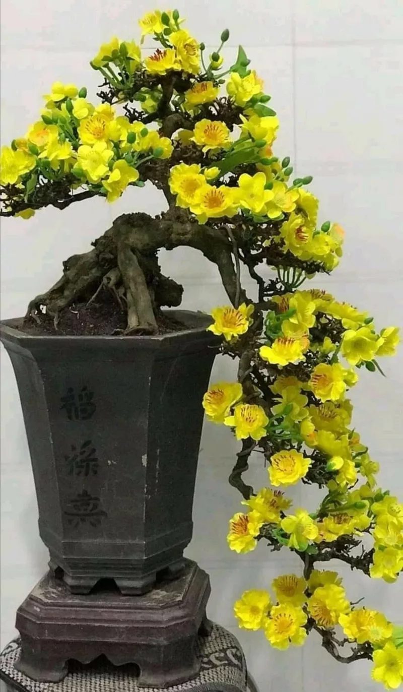 ảnh hoa mai ngày tết 26