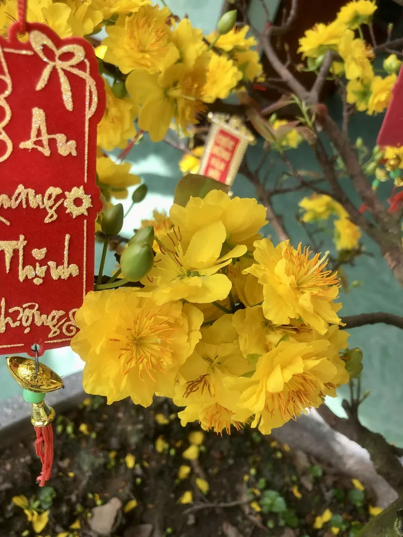 ảnh hoa mai ngày tết 29