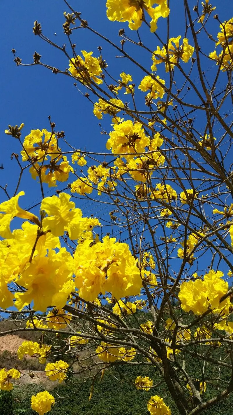 ảnh hoa mai ngày tết 3