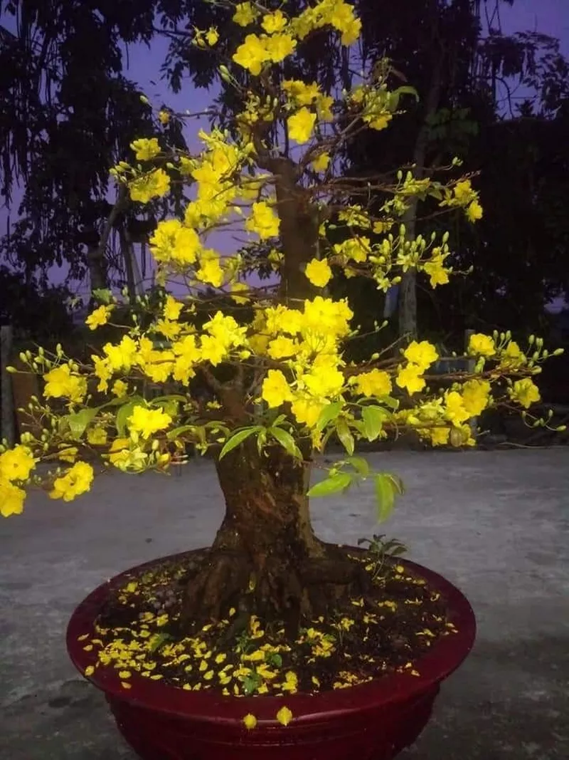 ảnh hoa mai ngày tết 30