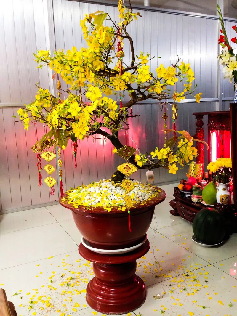 ảnh hoa mai ngày tết 31