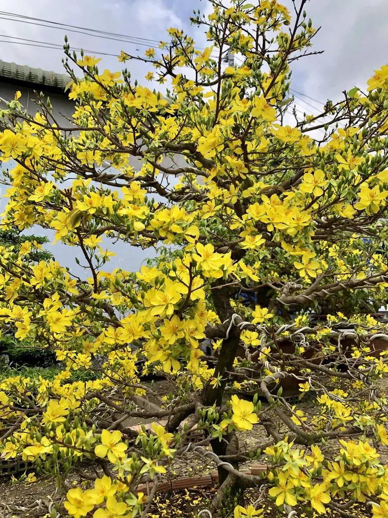 ảnh hoa mai ngày tết 32