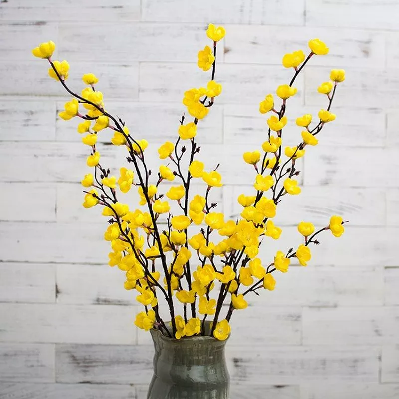 ảnh hoa mai ngày tết 34