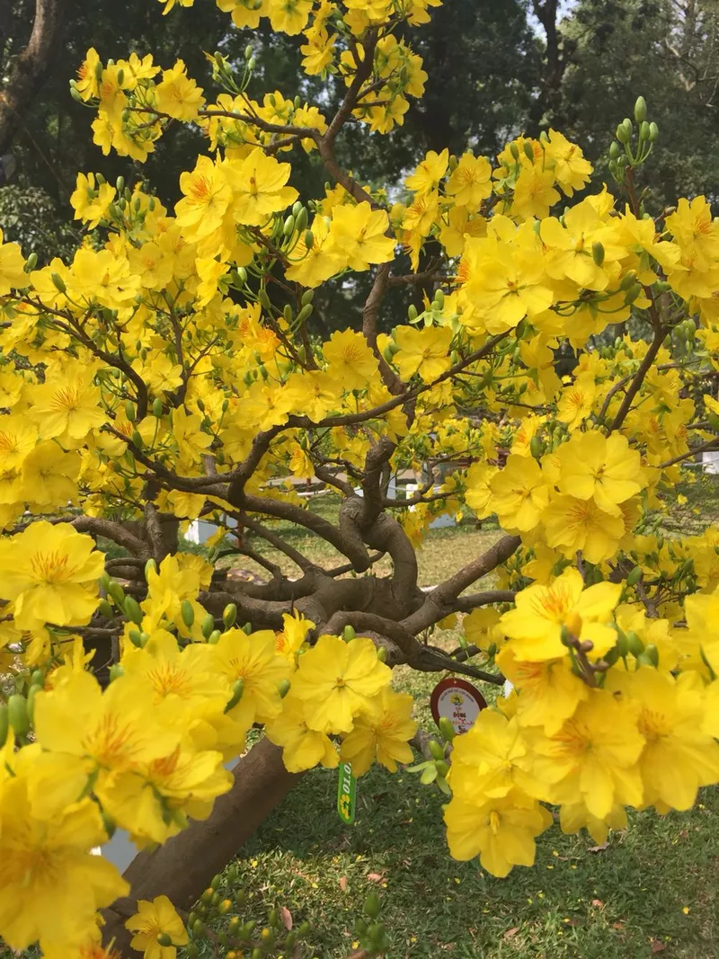 ảnh hoa mai ngày tết 35