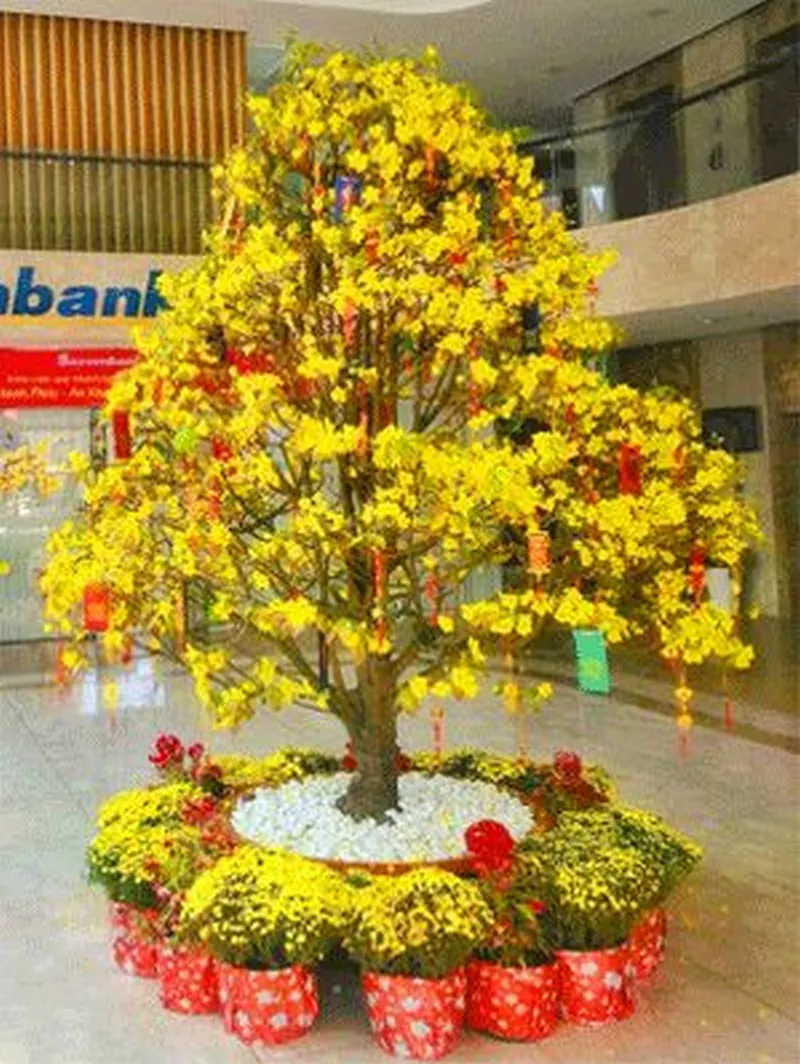 ảnh hoa mai ngày tết 36