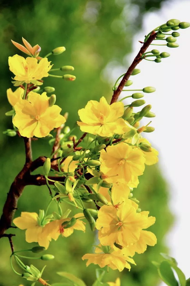 ảnh hoa mai ngày tết 38