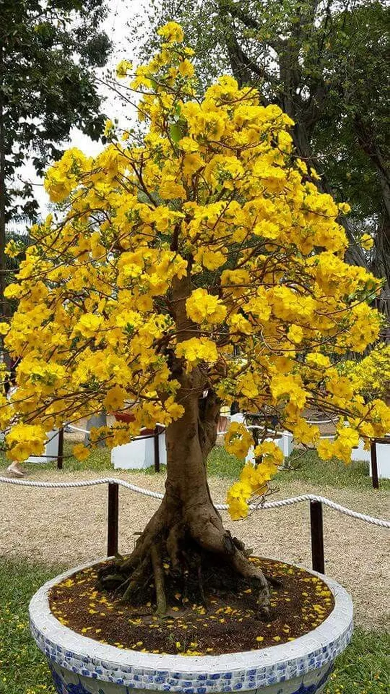 ảnh hoa mai ngày tết 39