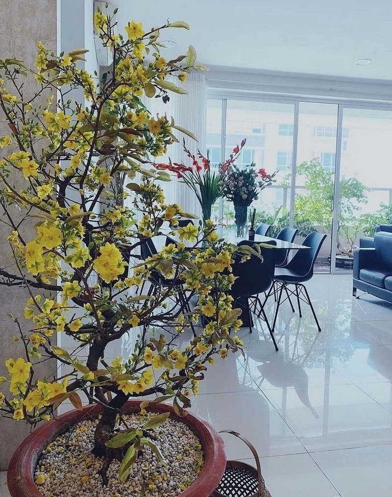 ảnh hoa mai ngày tết 40