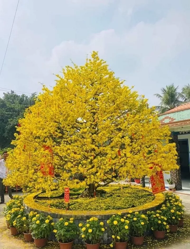 ảnh hoa mai ngày tết 42