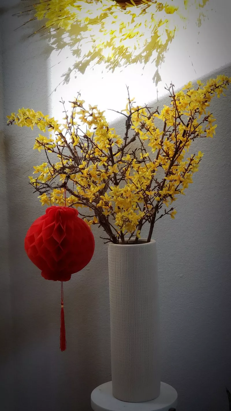 ảnh hoa mai ngày tết 5