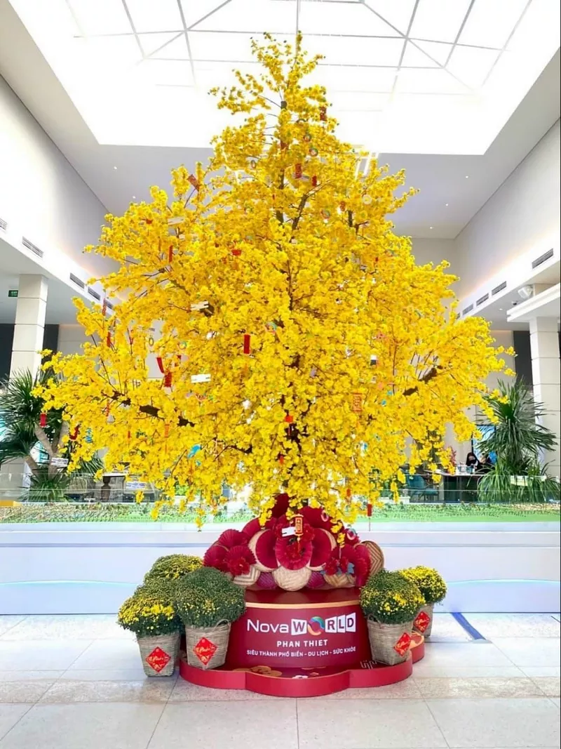 ảnh hoa mai ngày tết 6