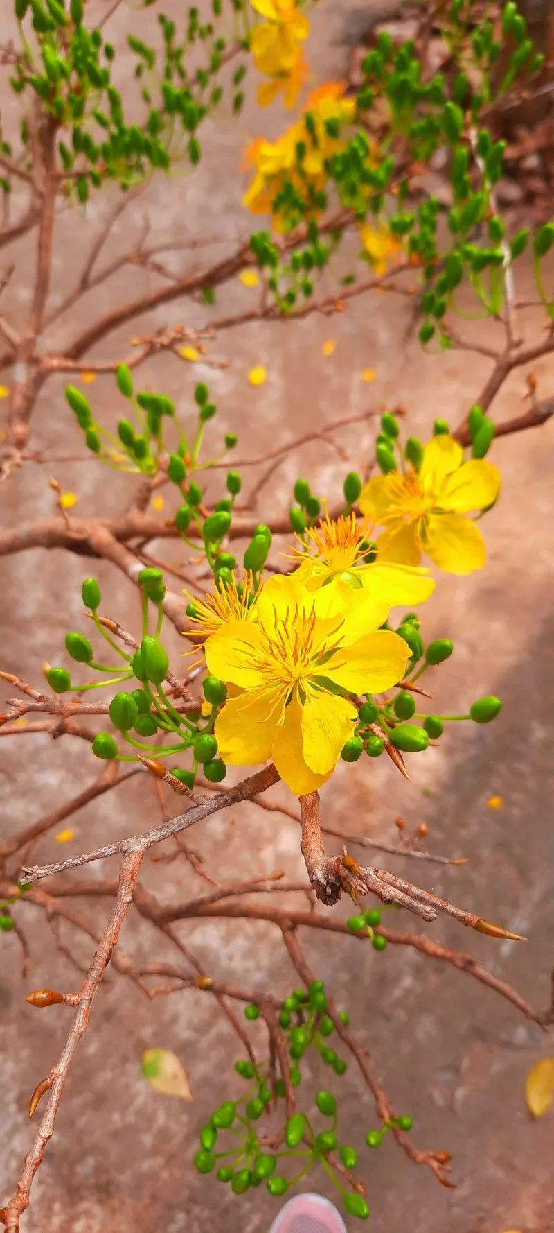 ảnh hoa mai ngày tết 8