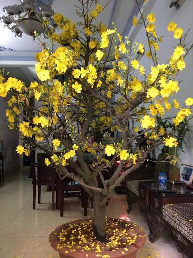 ảnh hoa mai ngày tết 9