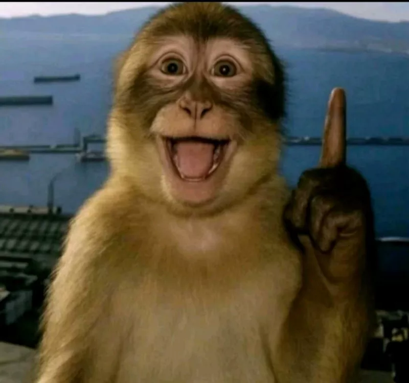 meme con khỉ 19