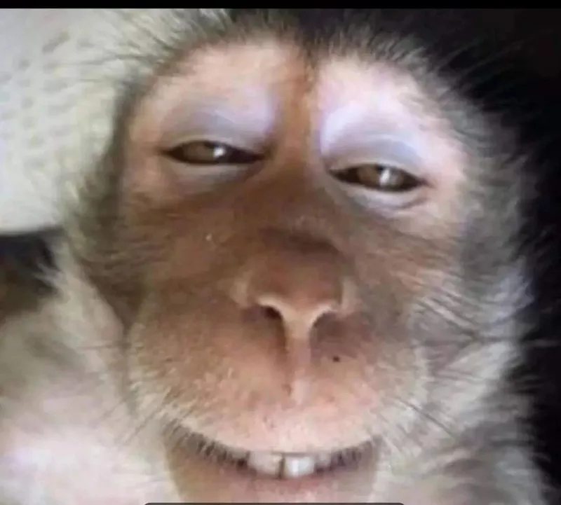 meme con khỉ 20