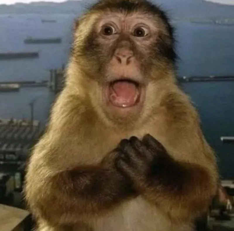 meme con khỉ 36