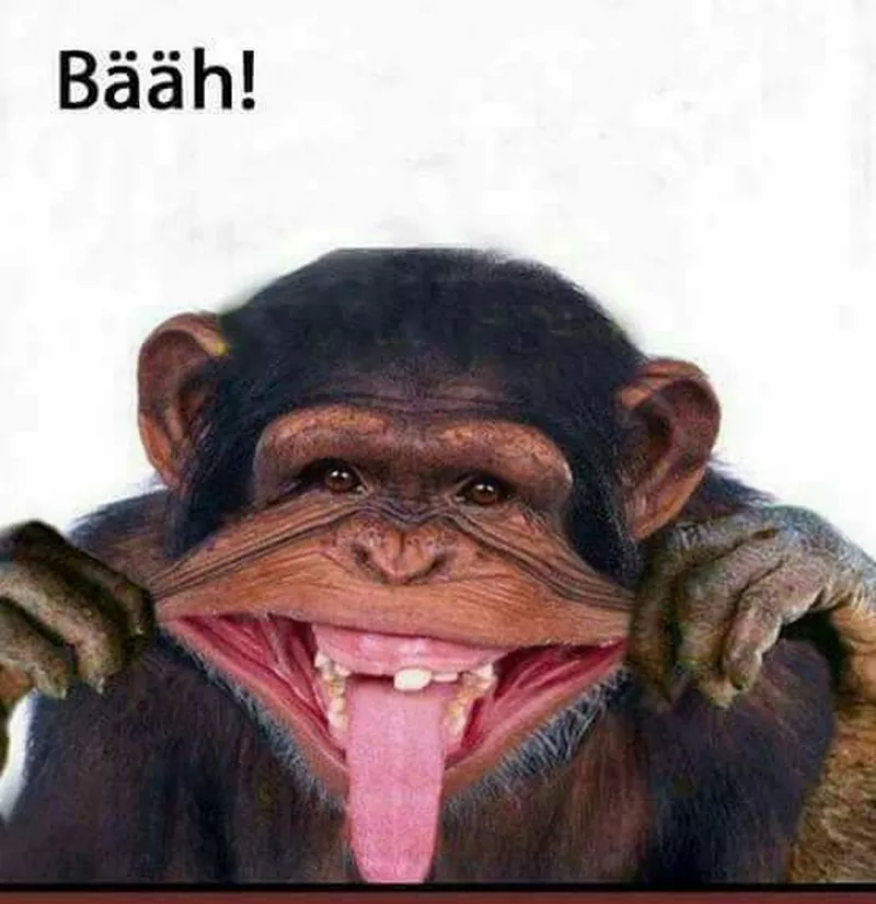 meme con khỉ 37