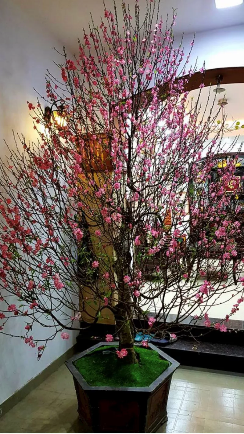 ý tưởng trang trí tết 16