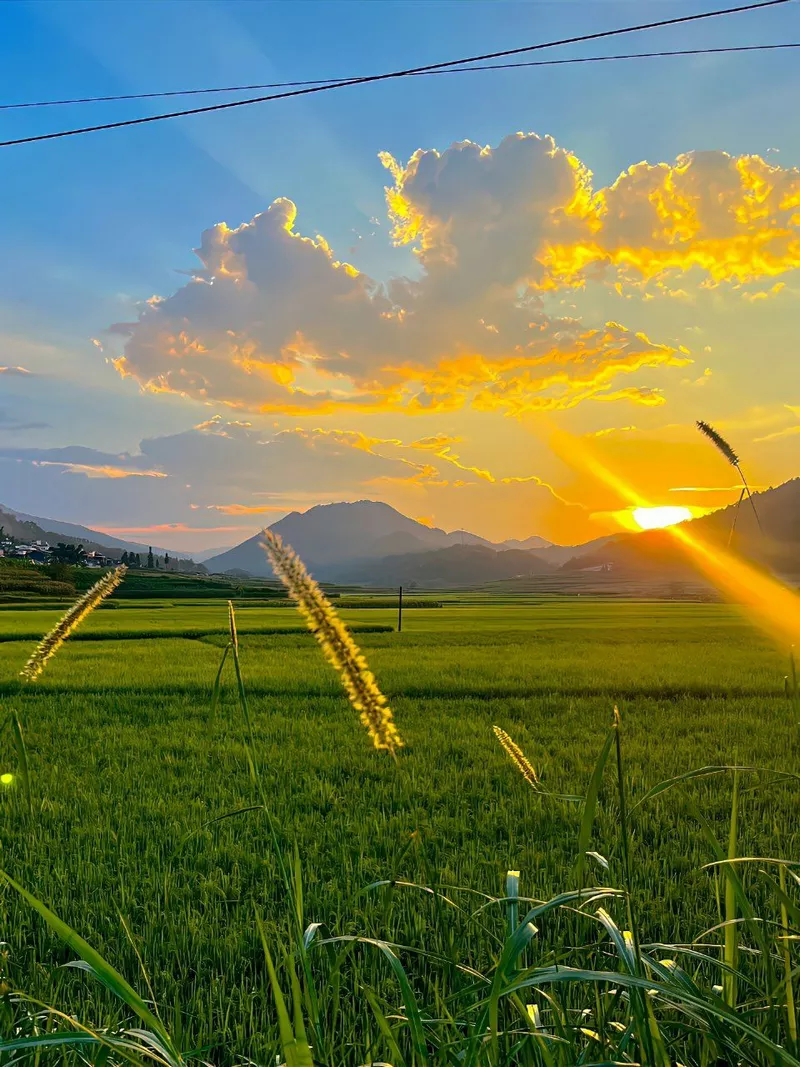 Ảnh phong cảnh chill buổi chiều hoàng hôn yên bình trên cánh đồng