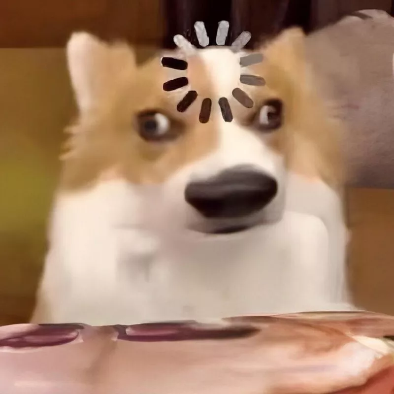 Meme Chó Biểu Cảm “Ủa Gì Vậy Trời”