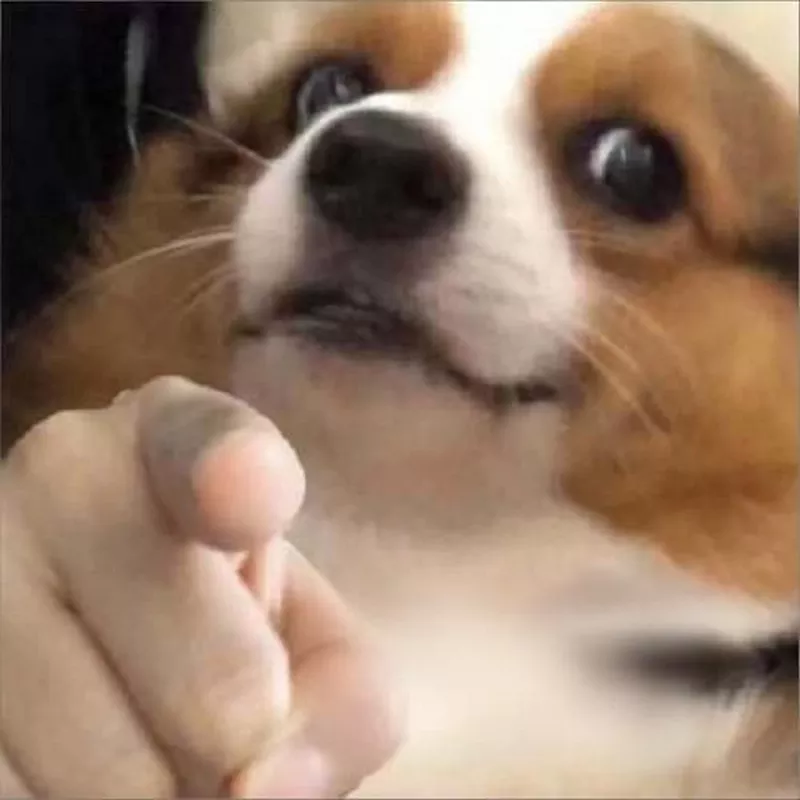 Meme Chó Cheems Nhìn Mà Muốn Lưu Về Máy