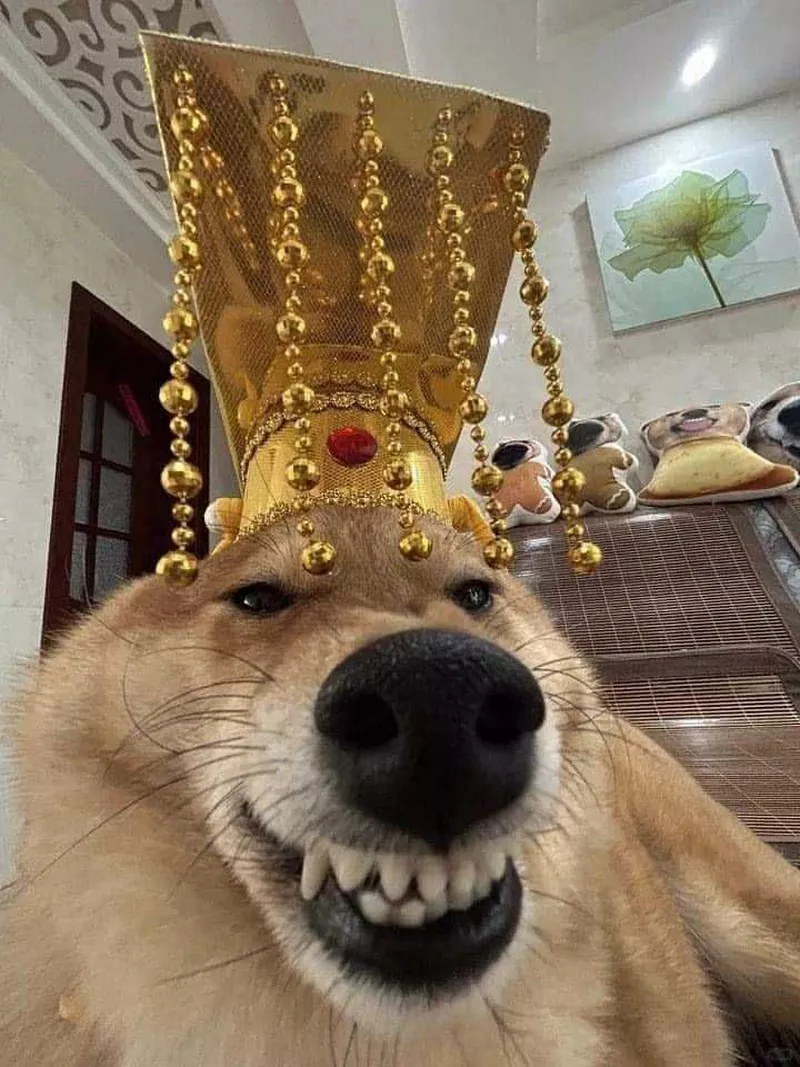 Meme Chó Cười Đểu Siêu Thâm