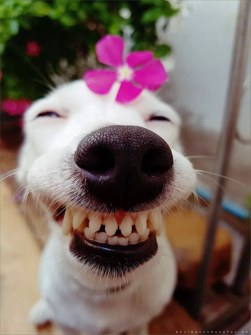 Meme Chó Cười Nham Hiểm Cực Chất