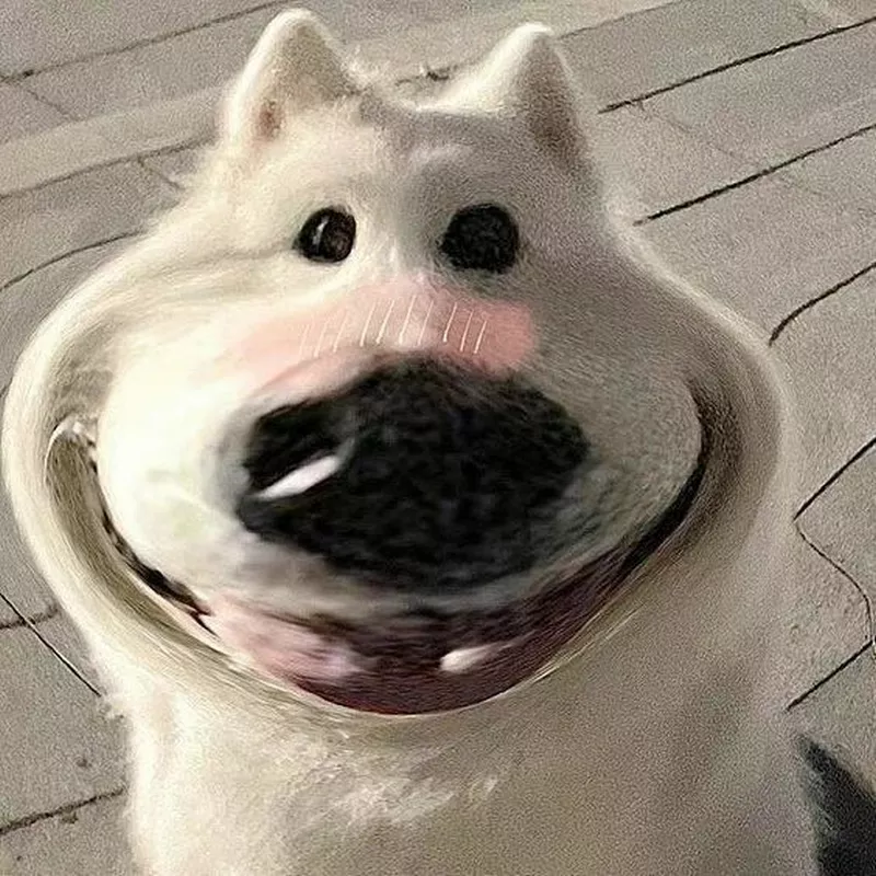 Meme Chó Cười Nhẹ Nhưng Cực Thấm