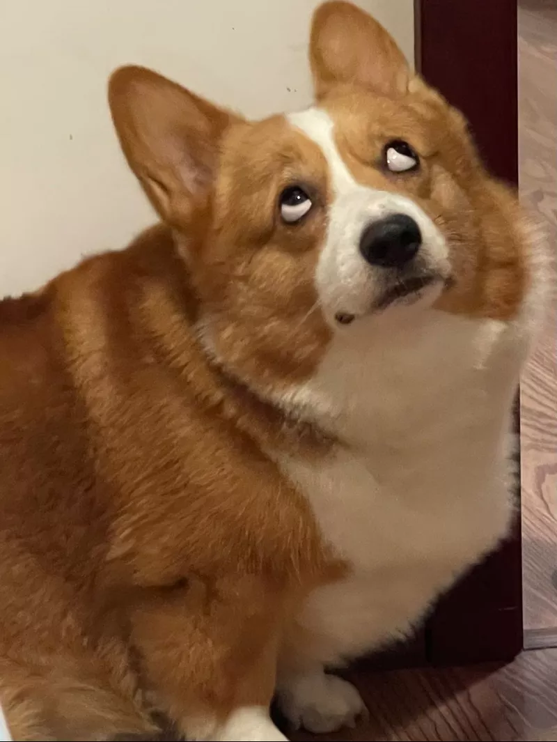 Meme Chó Cute Biểu Cảm Siêu Lầy Lội