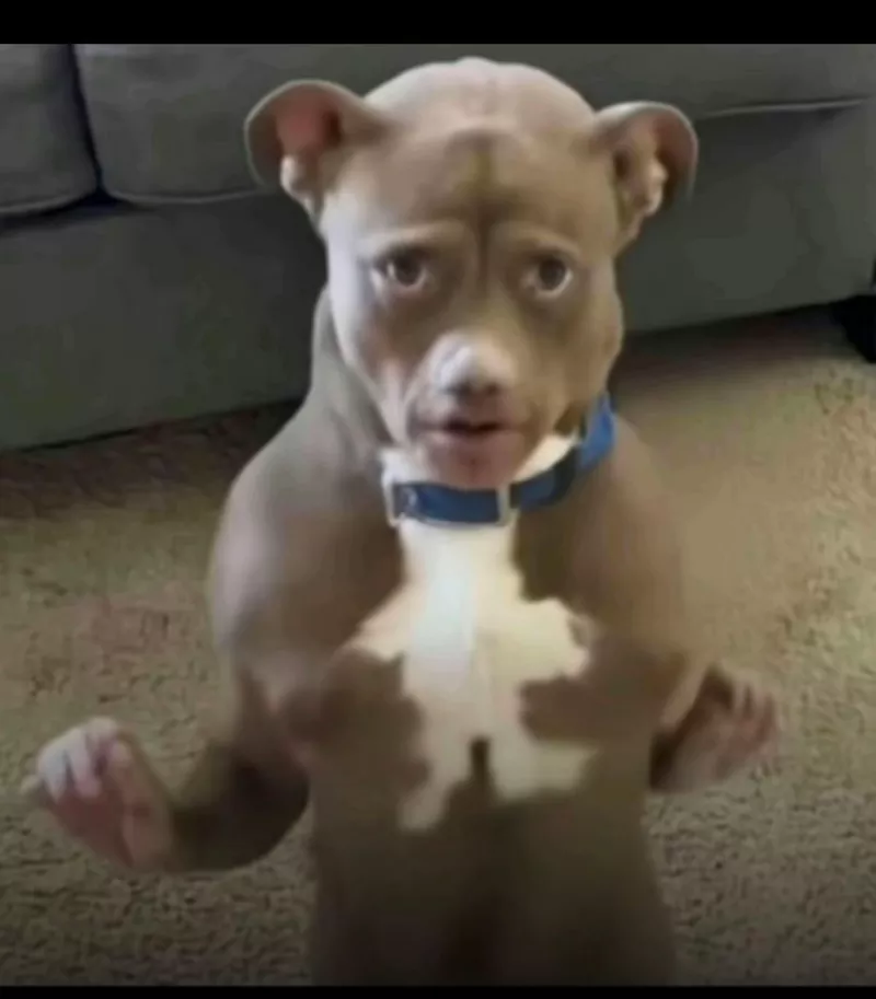 Meme Chó Cute Làm Avatar Facebook