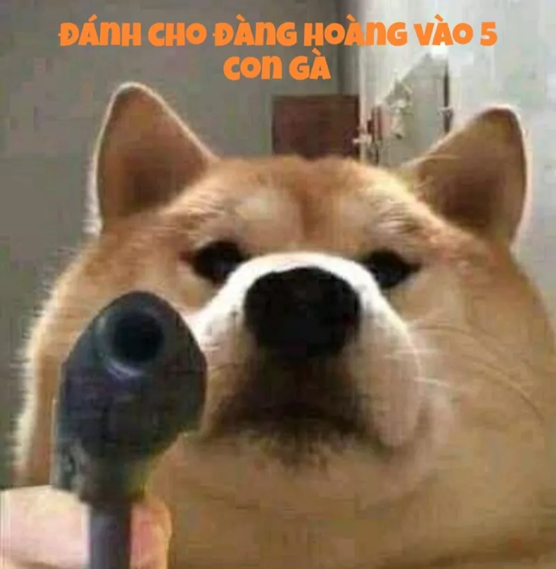 Meme Chó Cute Siêu Cấp Đáng Yêu
