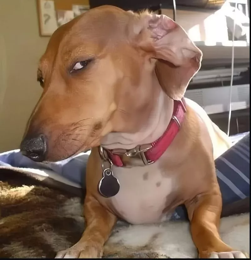 Meme Chó Dễ Thương Siêu Viral