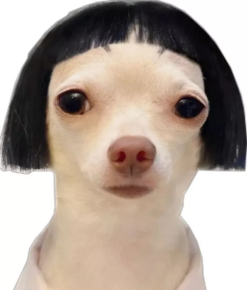 Meme Chó Hài Hước Dành Cho Dân Văn Phòng