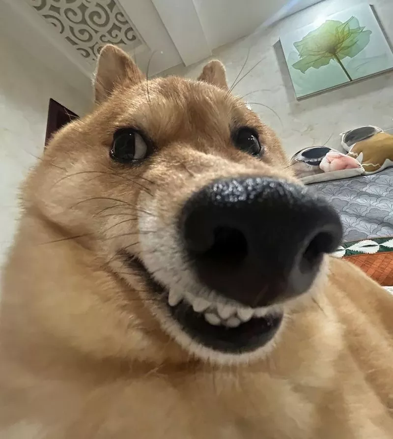 Meme Chó Hài Hước Dùng Làm Ảnh Comment