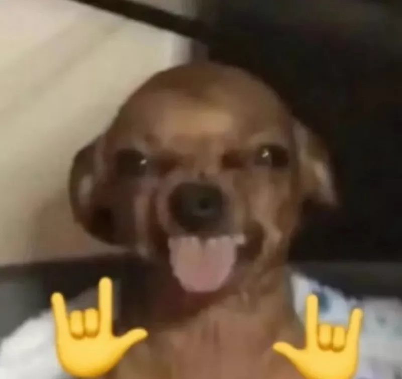 Meme Chó Hot Trend Được Chia Sẻ Nhiều Nhất