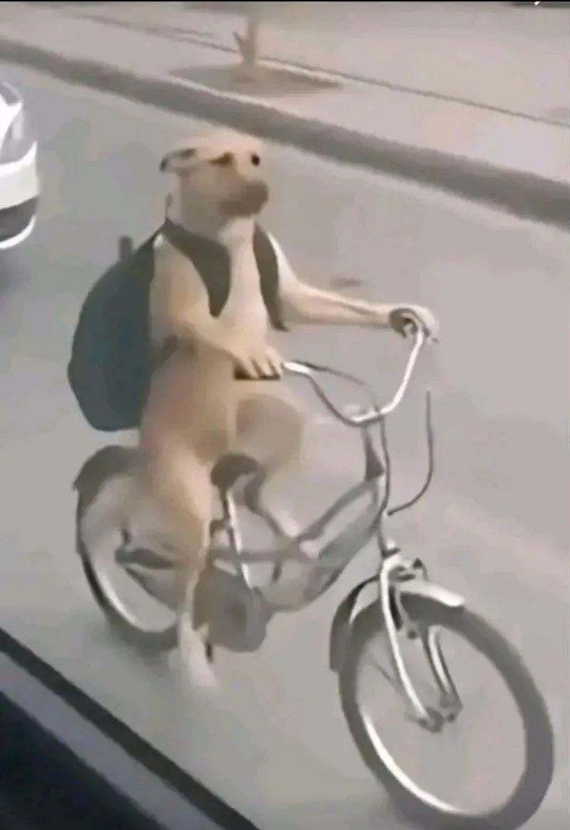 Meme Chó Hot Trend TikTok Triệu View