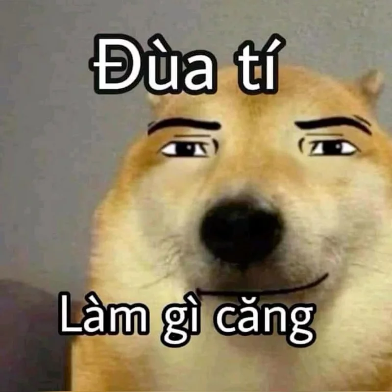 Meme Chó Nhìn Là Muốn Lưu Ngay