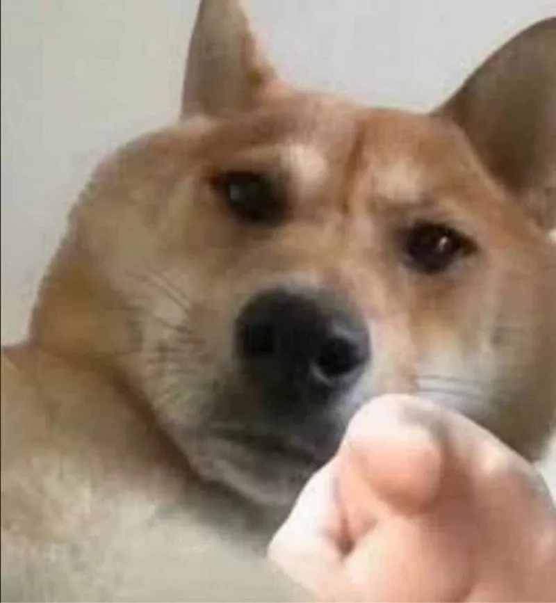 Meme Chó Nổi Giận Khi Bị Trêu