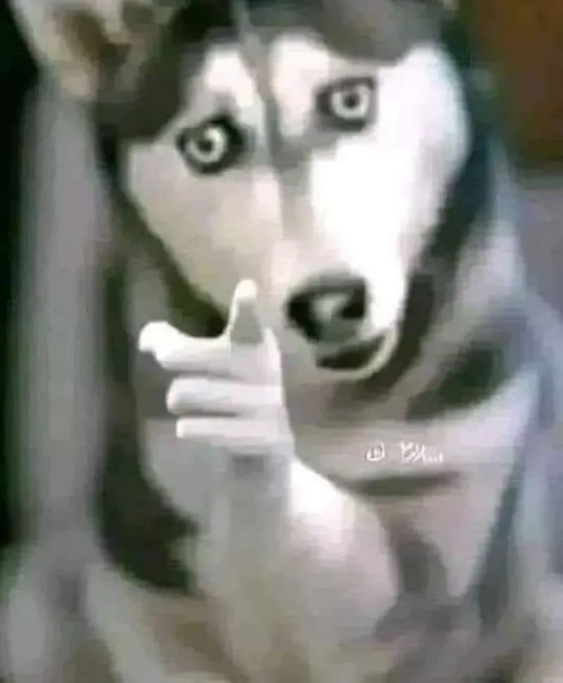 Meme Chó Troll Bạn Bè Cực Thấm