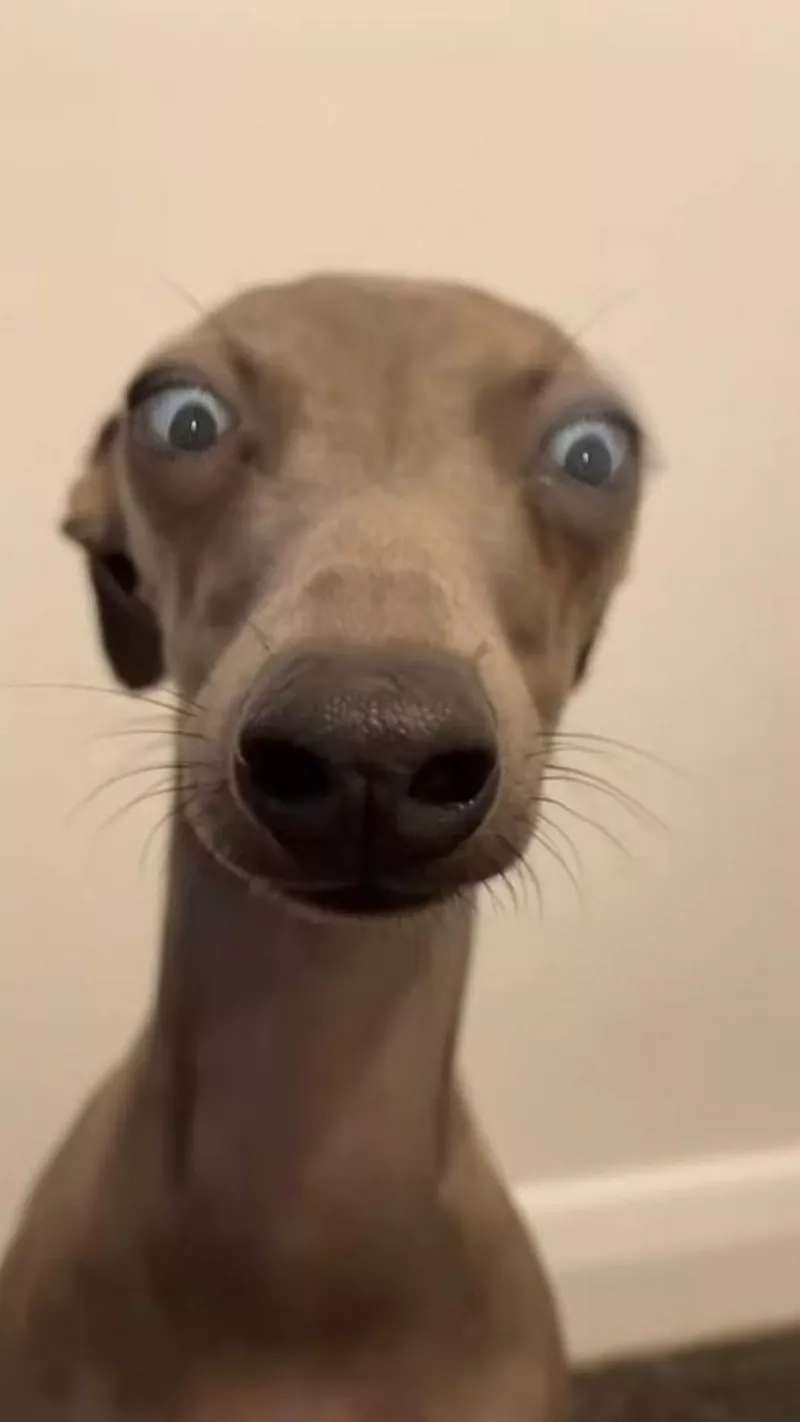 Meme Chó Troll Người Yêu Cực Gắt