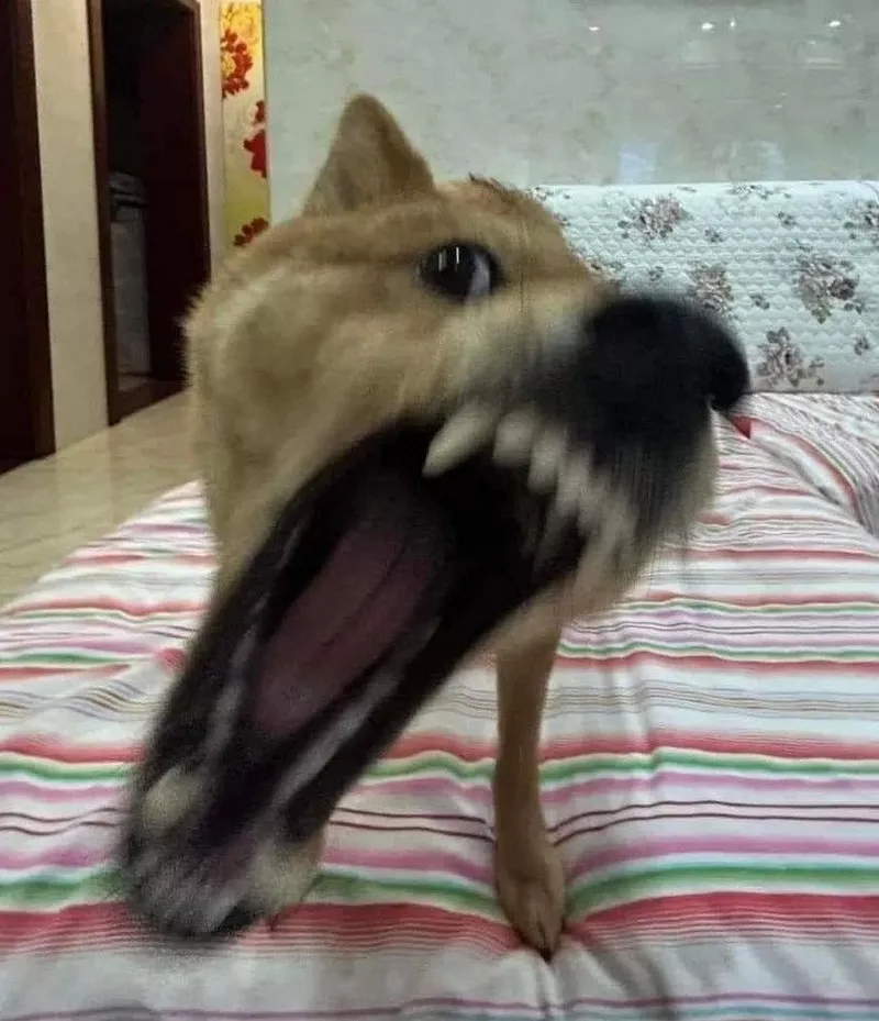 Meme Chó Tức Giận Nhưng Vẫn Đáng Yêu